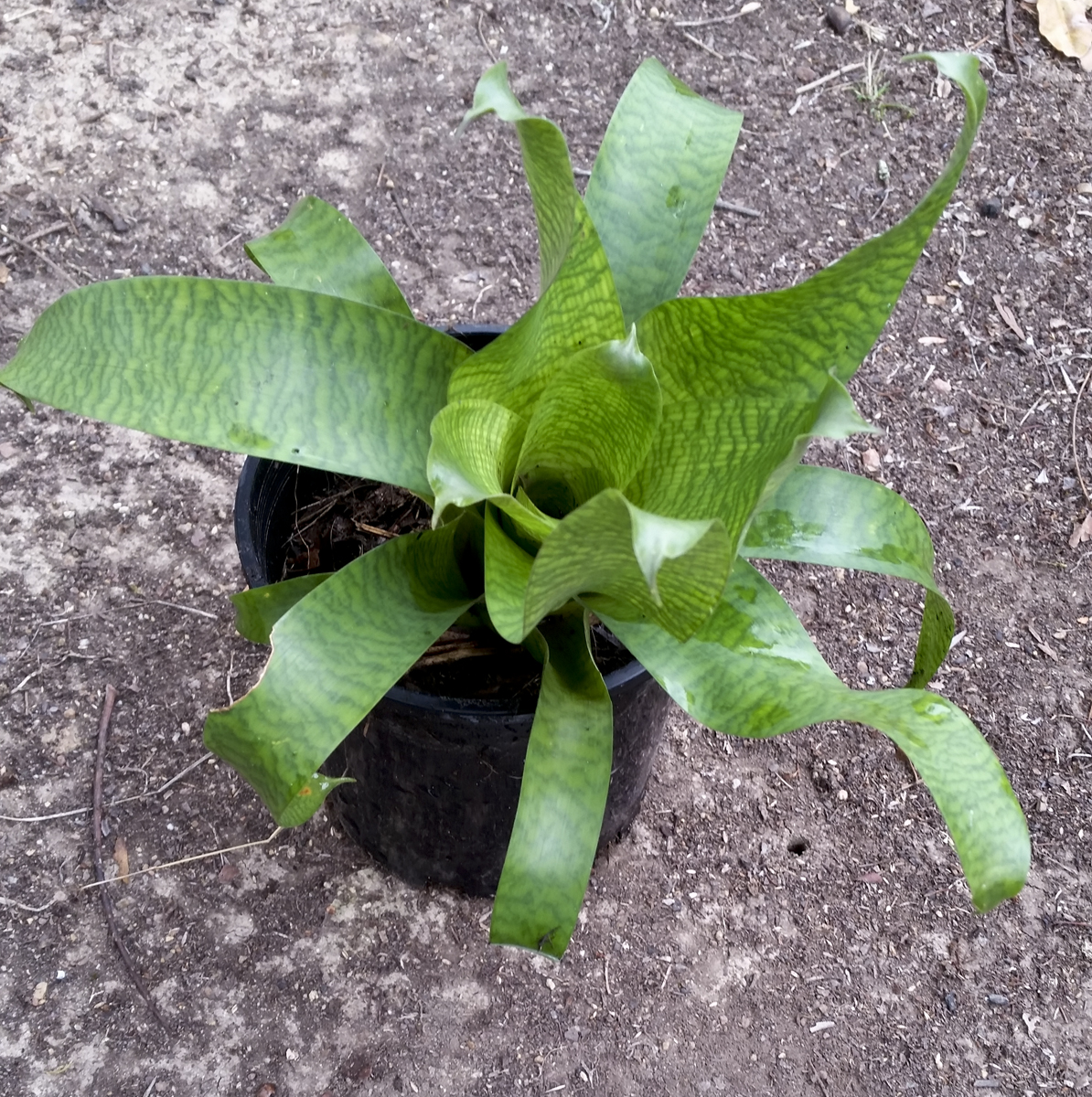 Vriesea Fosteriana Red